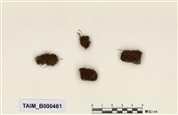 藏品(長朔苔)的圖片